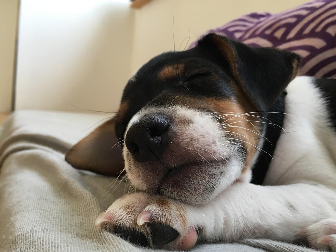 Dansk svensk gaardhund Lhamo billede 13