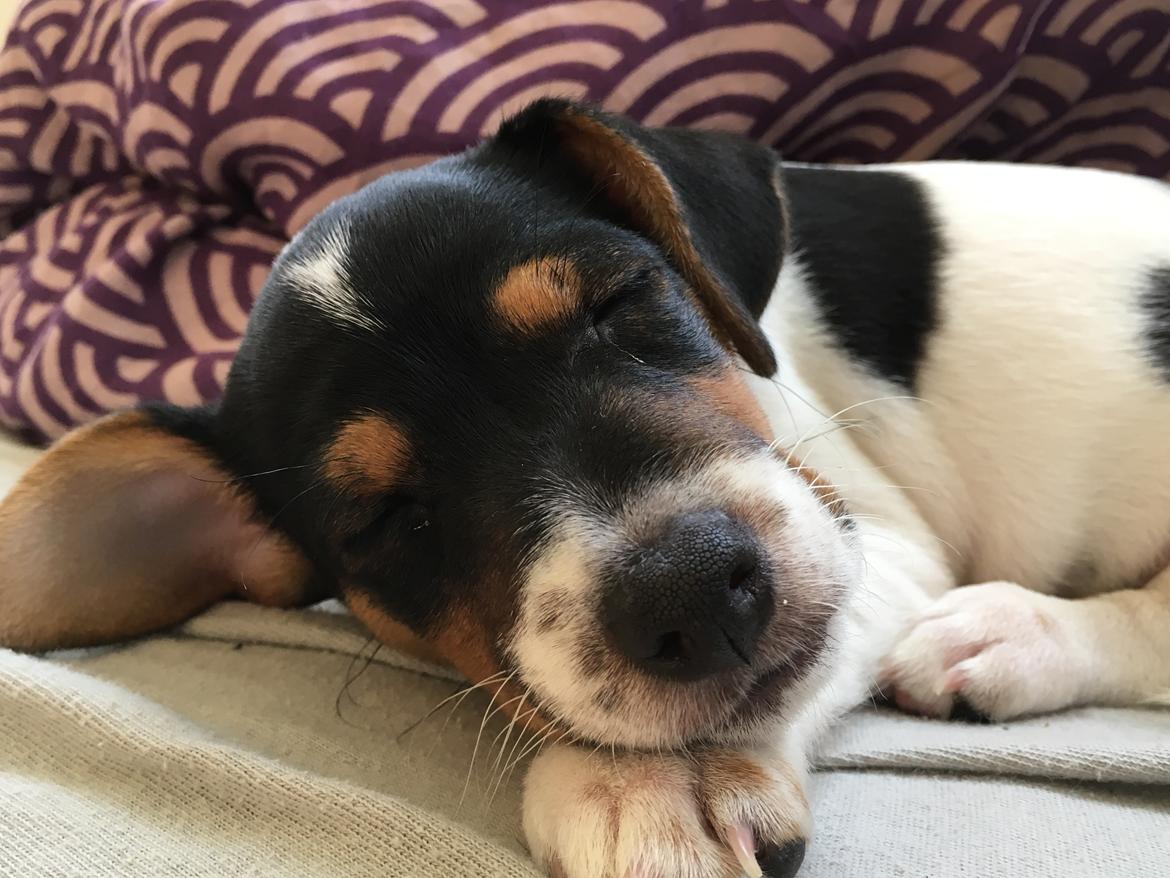 Dansk svensk gaardhund Lhamo billede 14