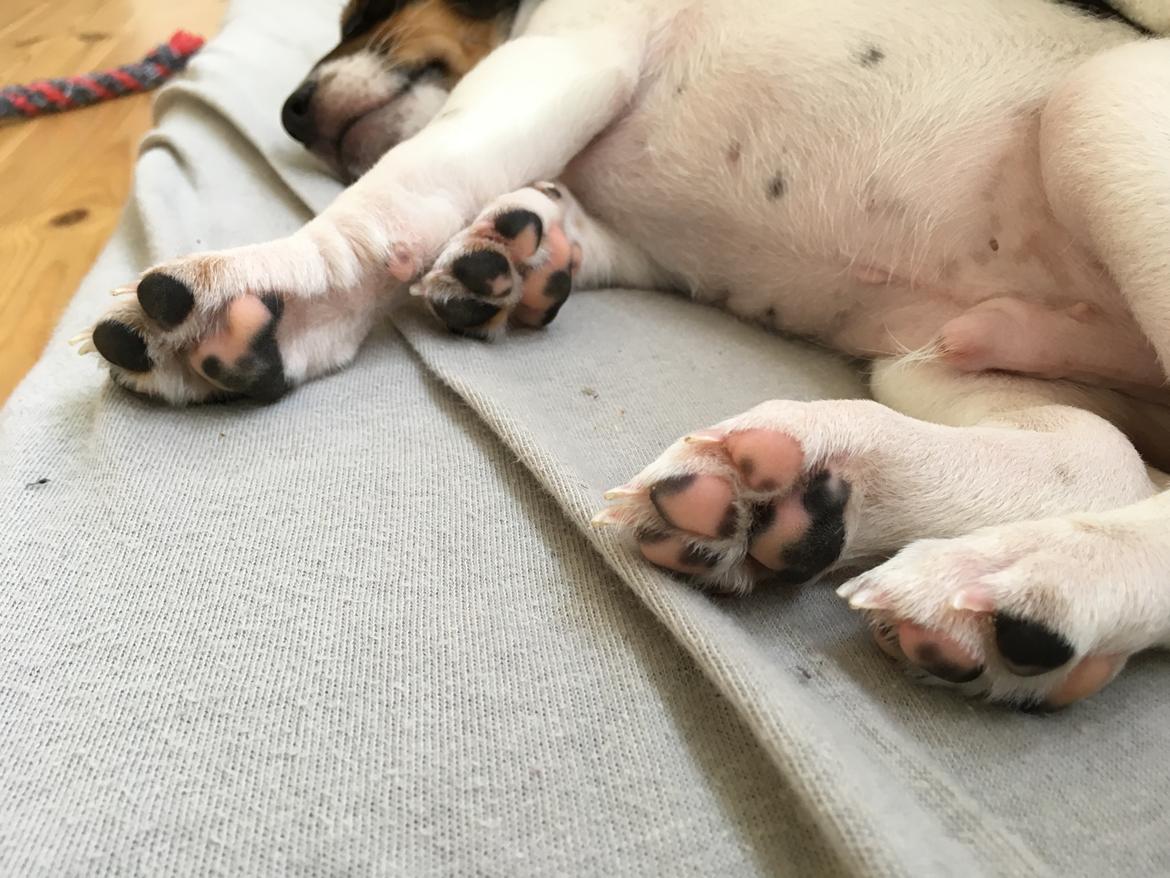 Dansk svensk gaardhund Lhamo billede 15