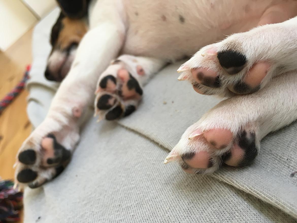 Dansk svensk gaardhund Lhamo billede 16