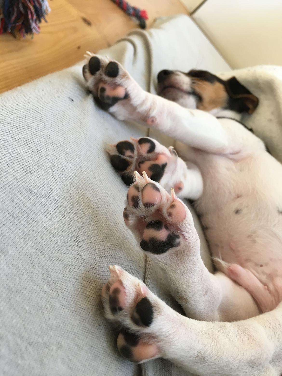 Dansk svensk gaardhund Lhamo billede 17