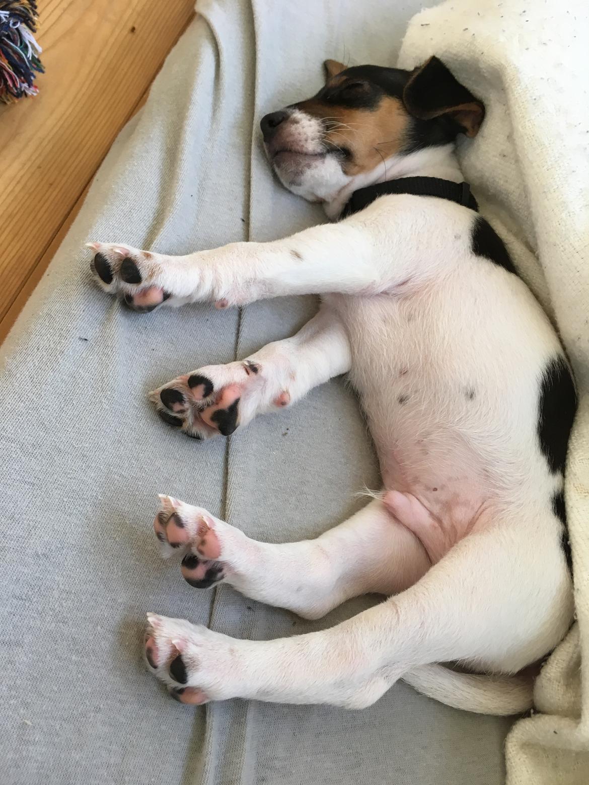 Dansk svensk gaardhund Lhamo billede 18