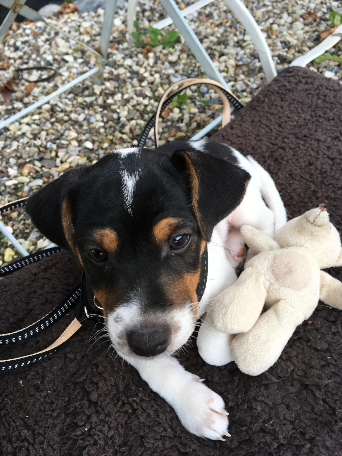 Dansk svensk gaardhund Lhamo billede 7