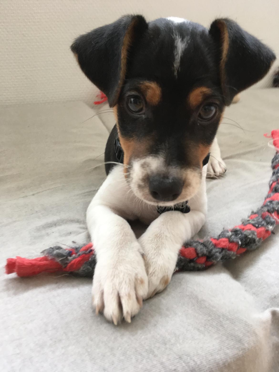 Dansk svensk gaardhund Lhamo billede 9