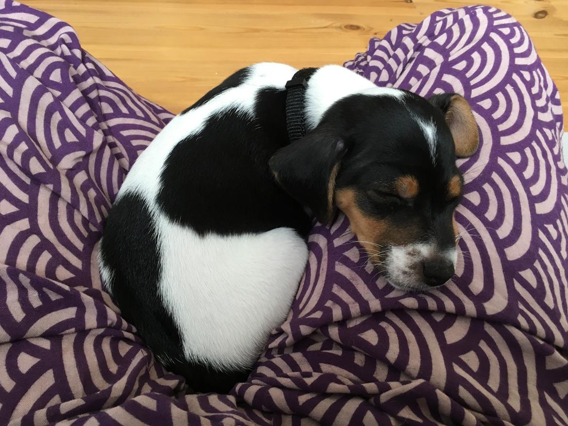 Dansk svensk gaardhund Lhamo billede 6