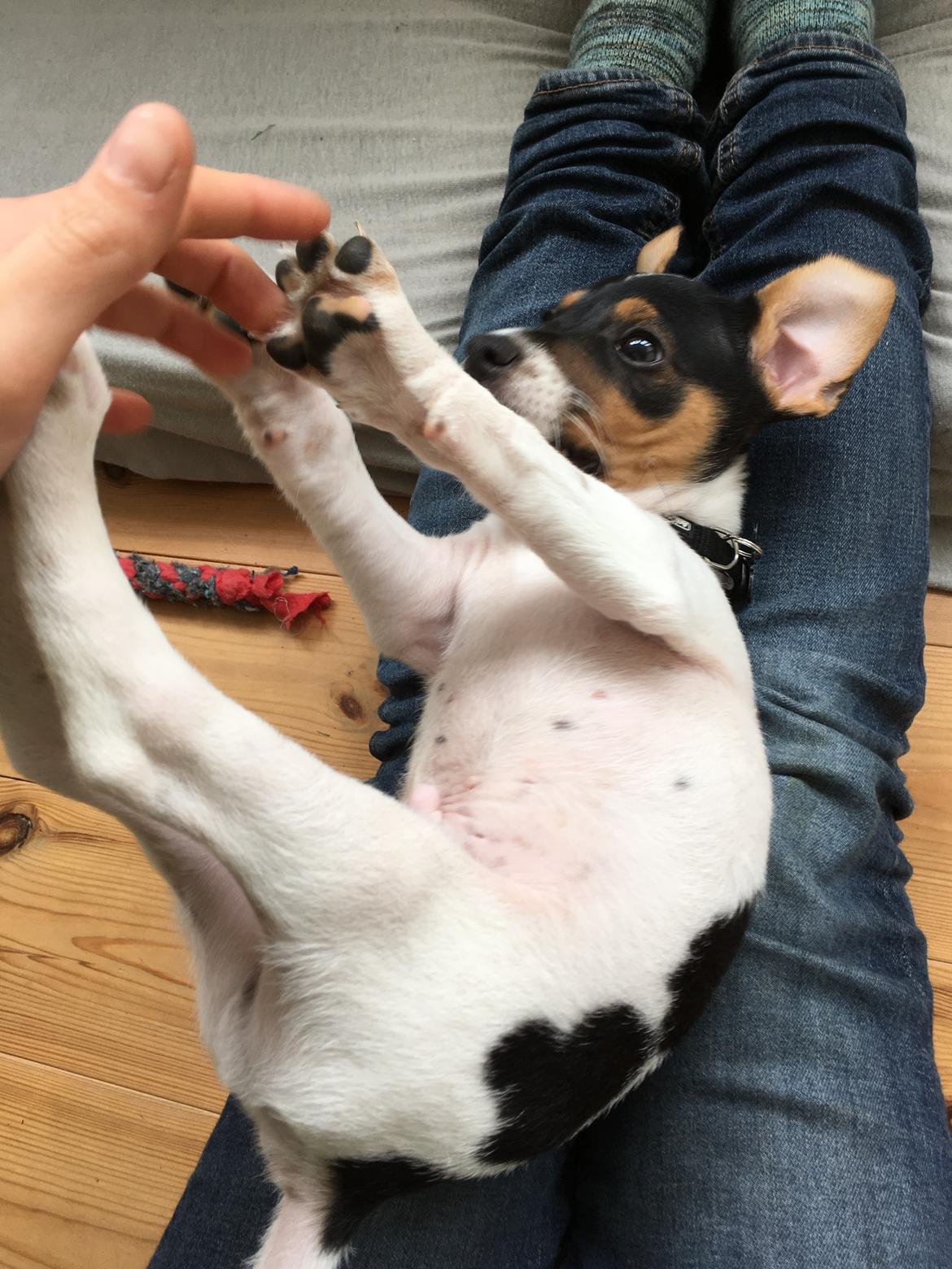 Dansk svensk gaardhund Lhamo billede 10