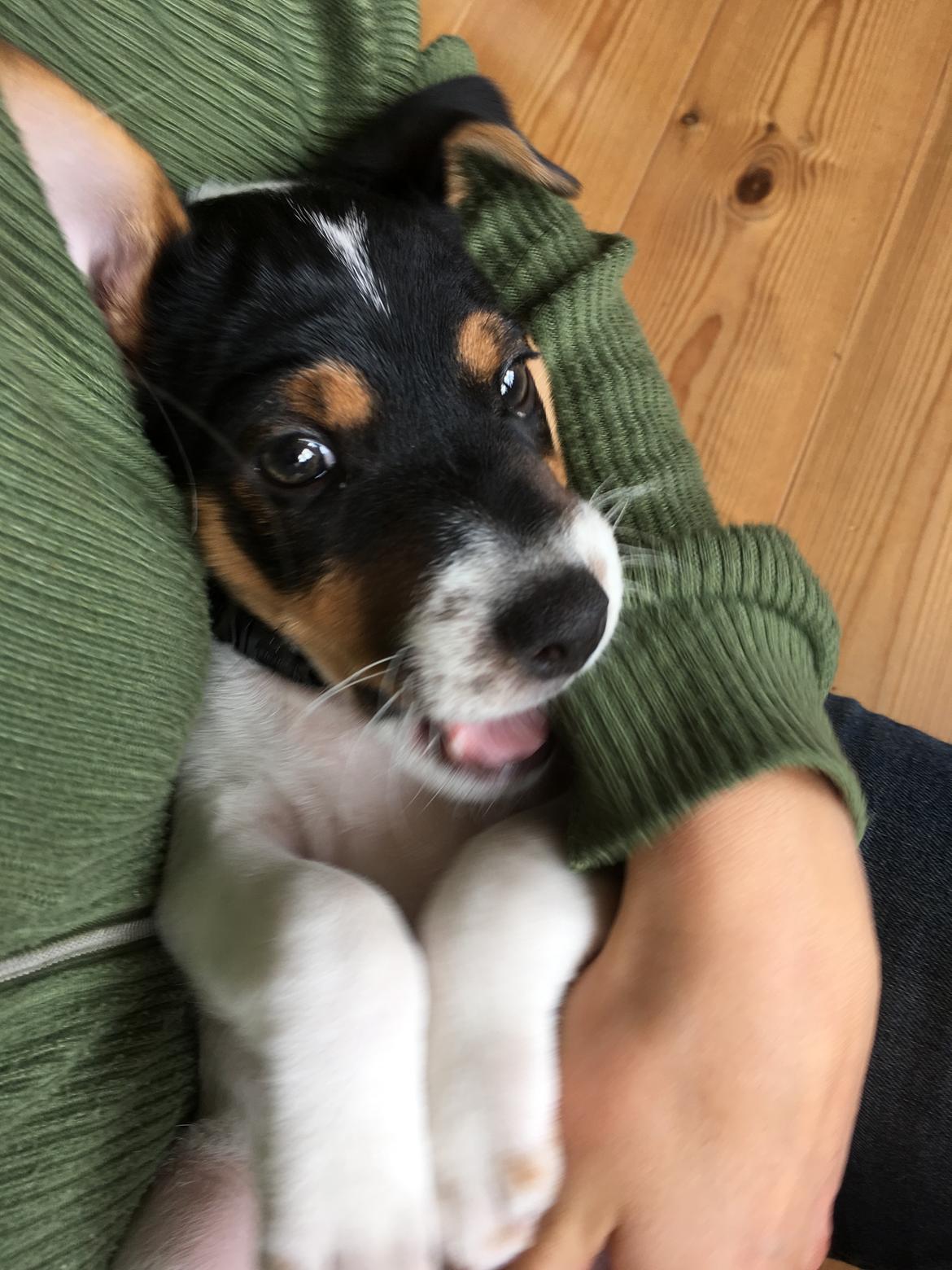 Dansk svensk gaardhund Lhamo billede 2