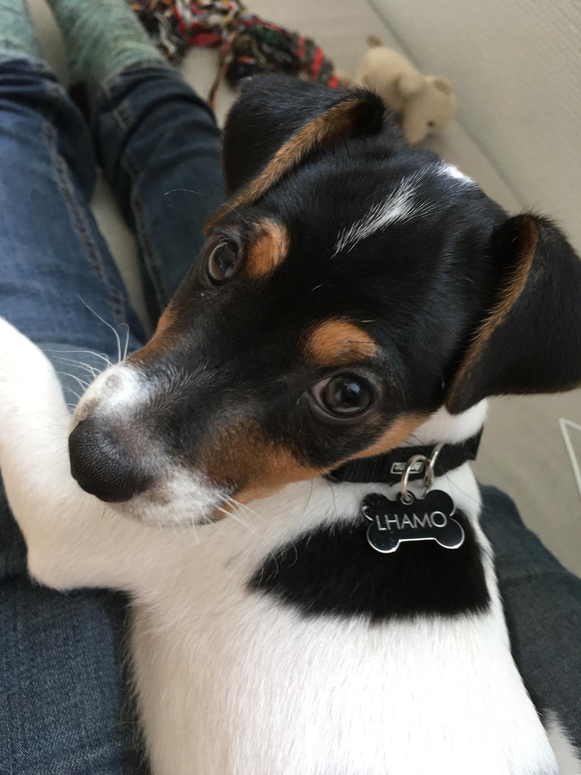 Dansk svensk gaardhund Lhamo billede 1