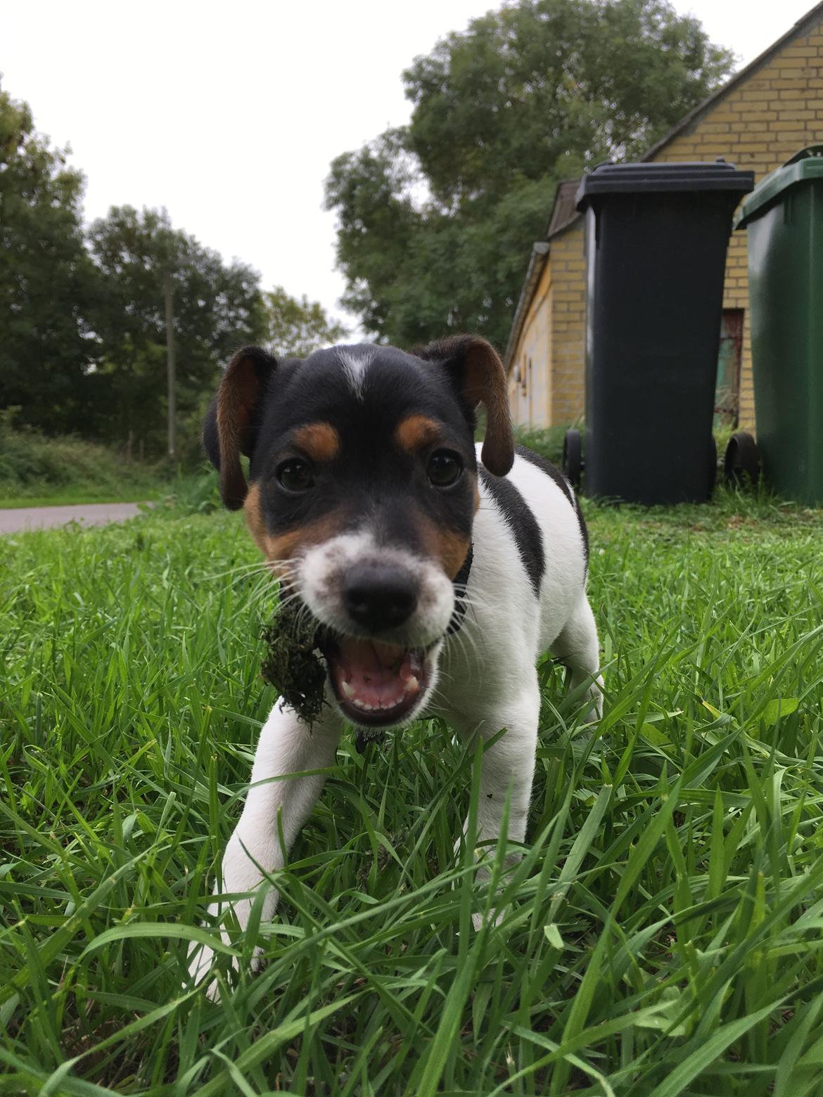 Dansk svensk gaardhund Lhamo billede 19