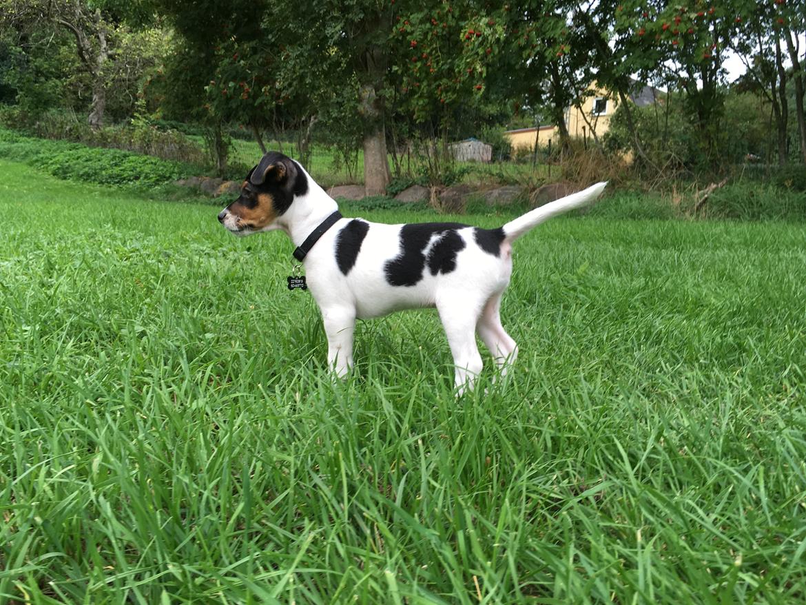 Dansk svensk gaardhund Lhamo billede 20