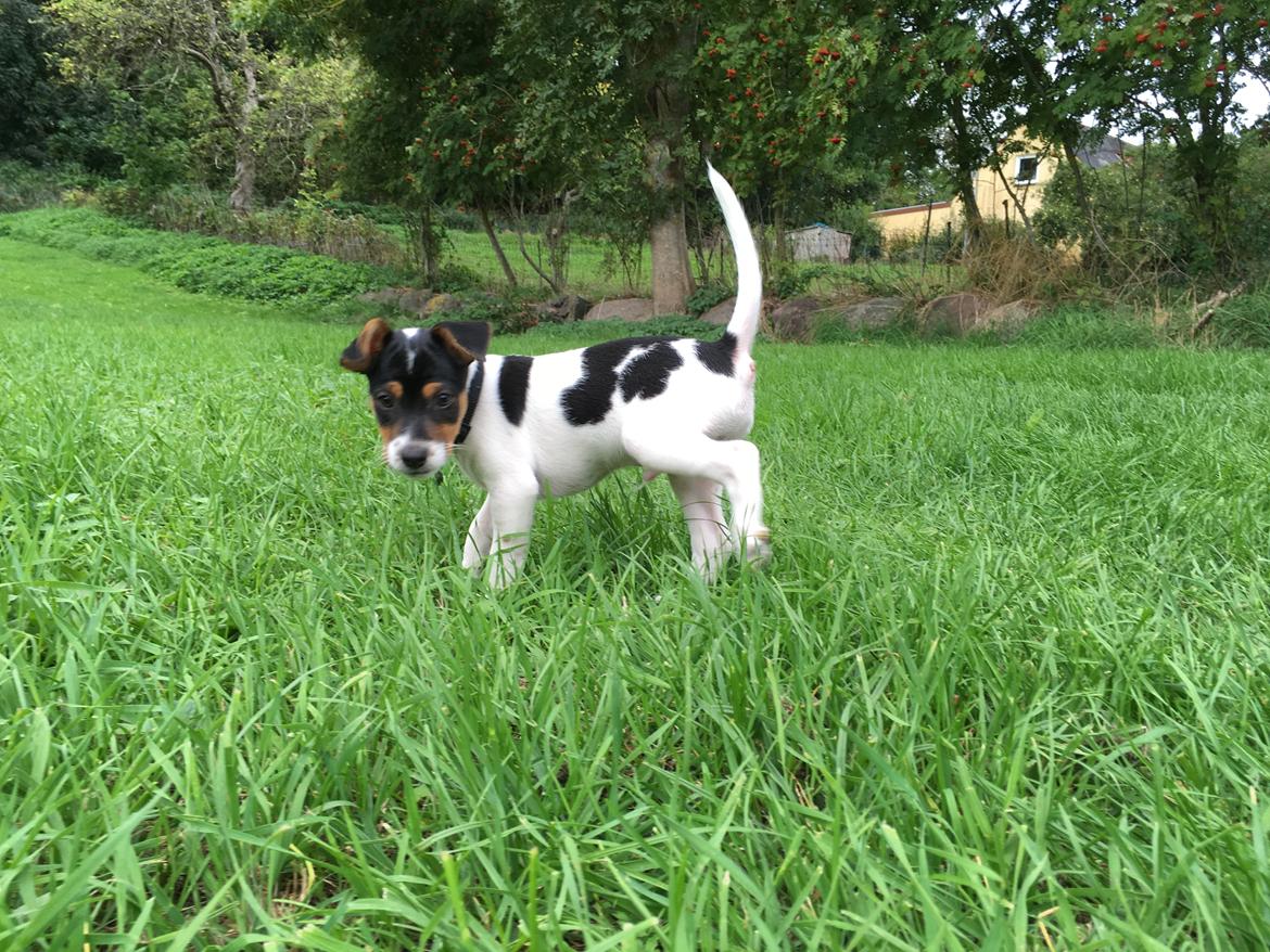 Dansk svensk gaardhund Lhamo billede 21