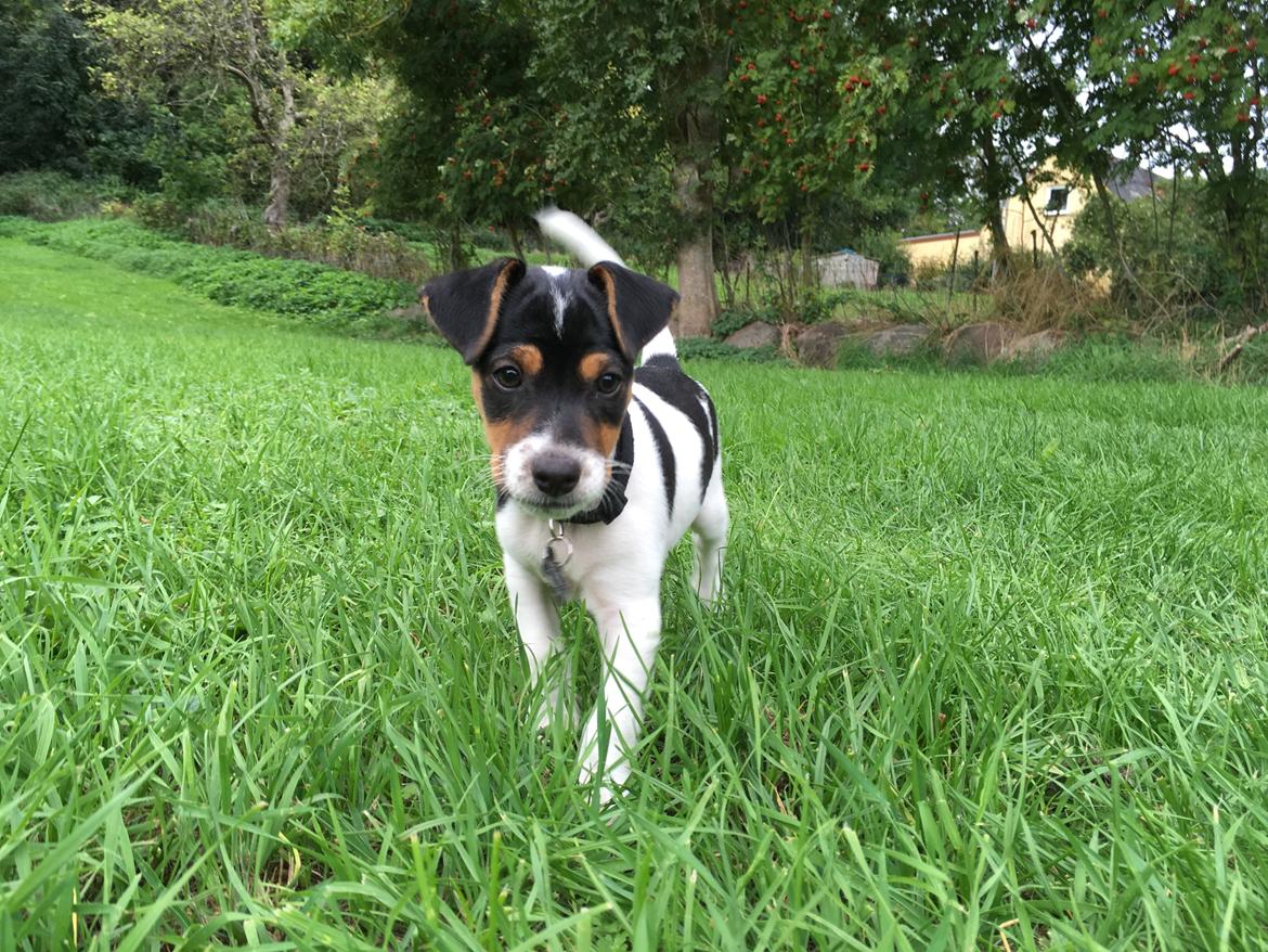 Dansk svensk gaardhund Lhamo billede 23