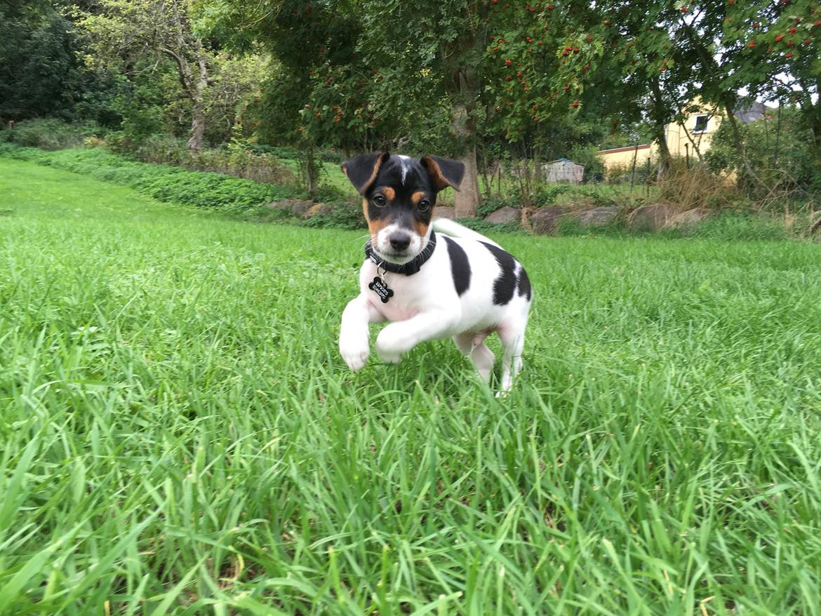 Dansk svensk gaardhund Lhamo billede 22