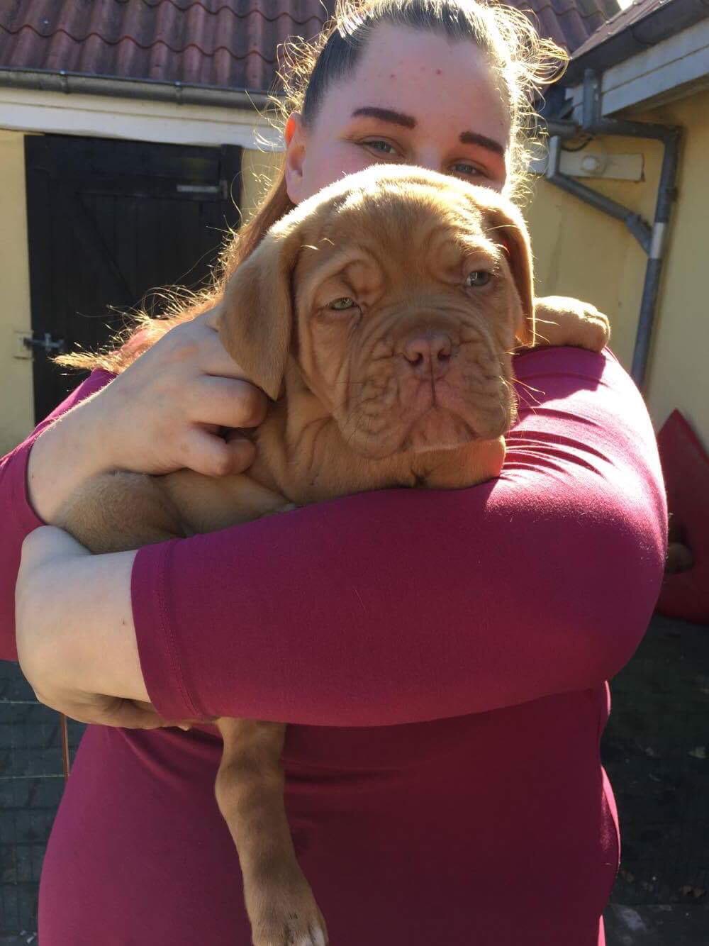 Dogue de bordeaux Hooch Junior billede 1