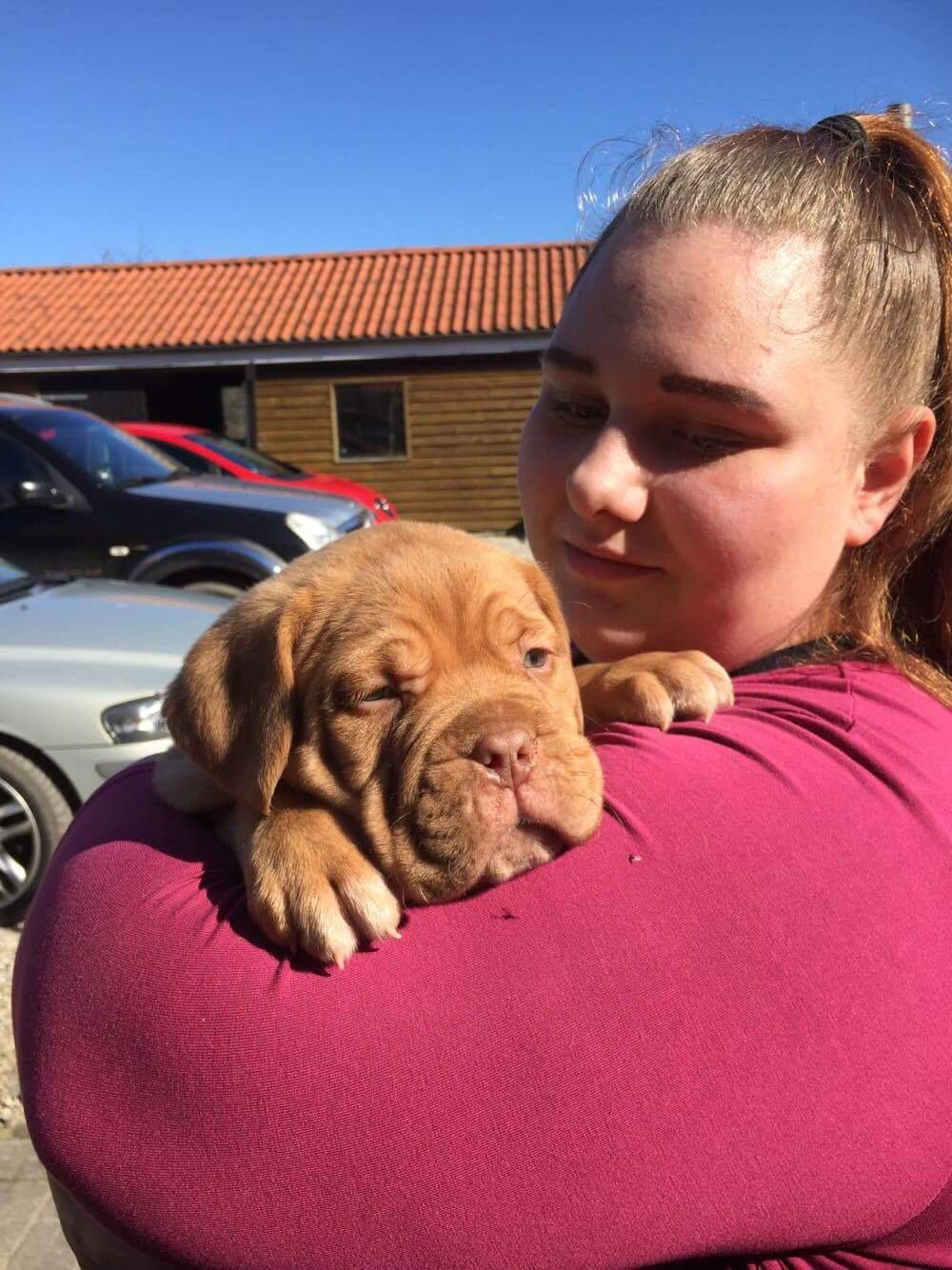 Dogue de bordeaux Hooch Junior billede 2