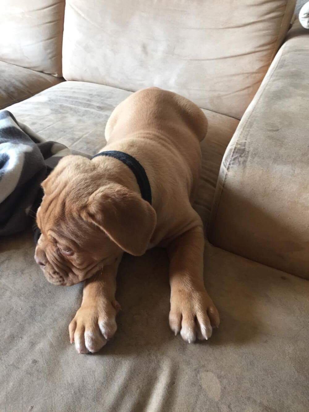 Dogue de bordeaux Hooch Junior billede 4