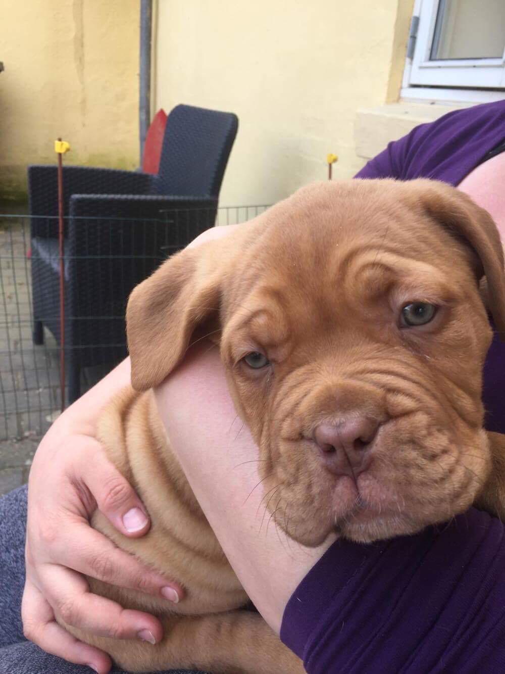 Dogue de bordeaux Hooch Junior billede 3