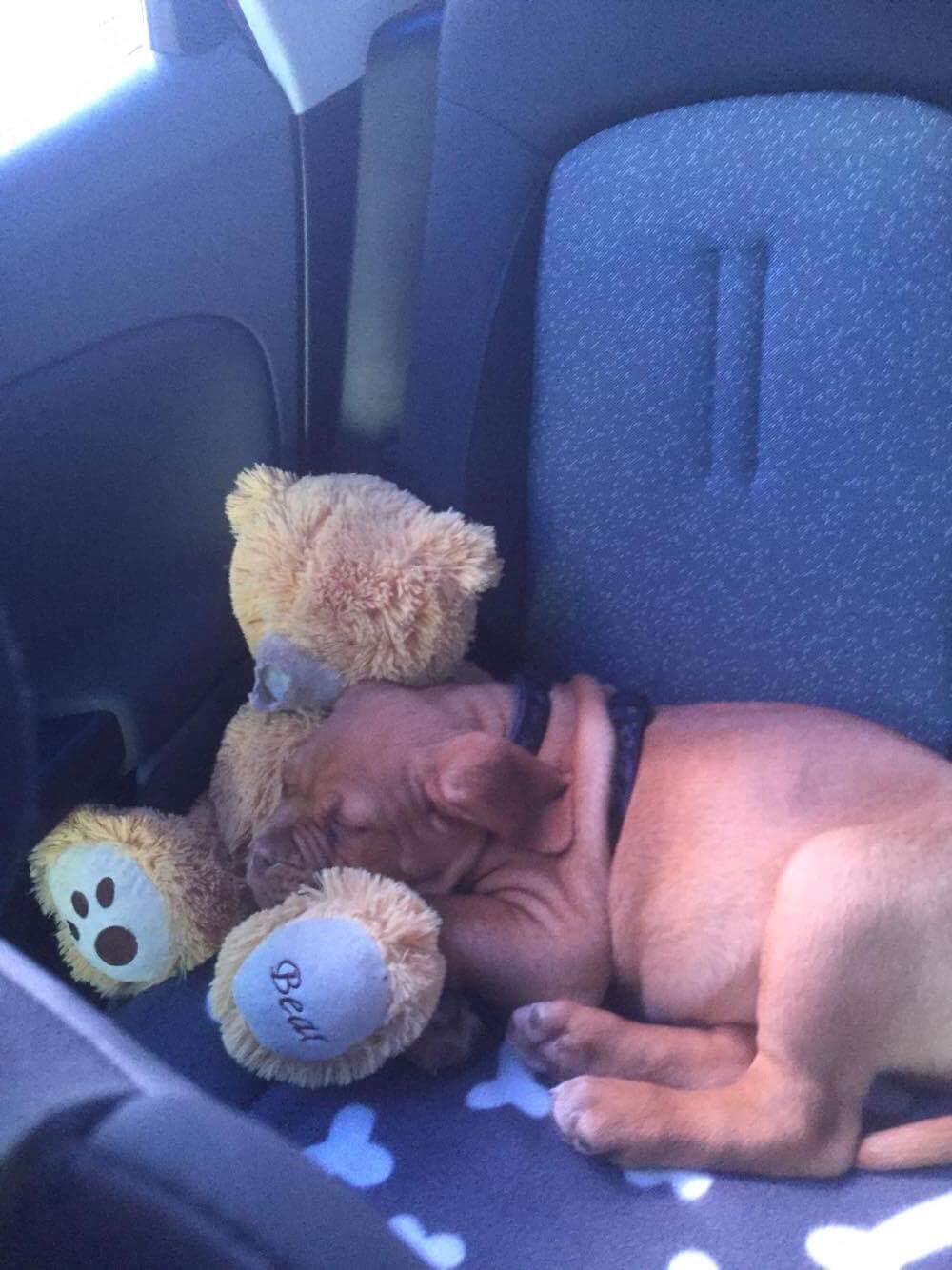 Dogue de bordeaux Hooch Junior billede 6