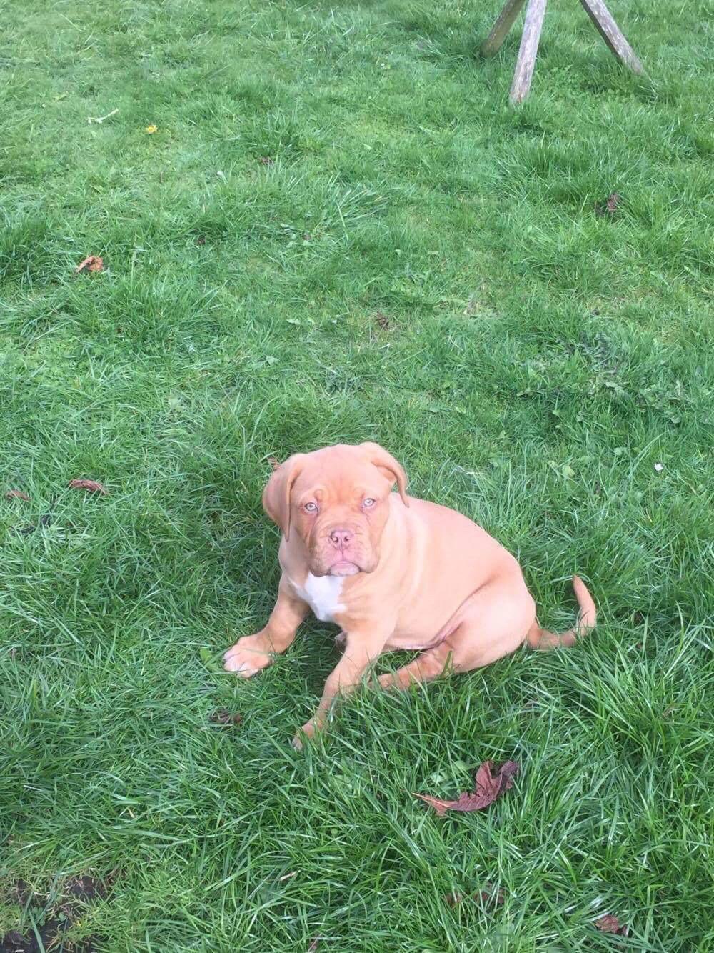 Dogue de bordeaux Hooch Junior billede 5