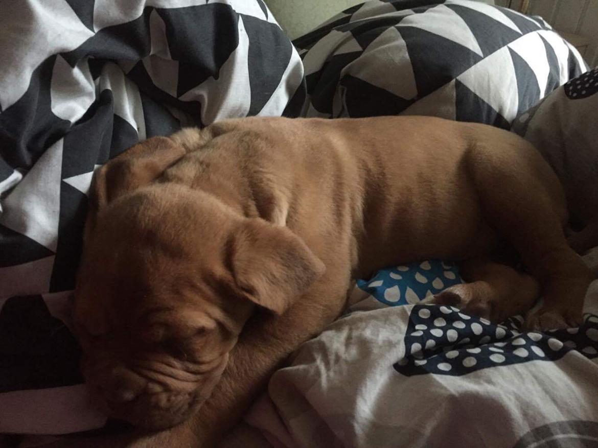 Dogue de bordeaux Hooch Junior billede 8