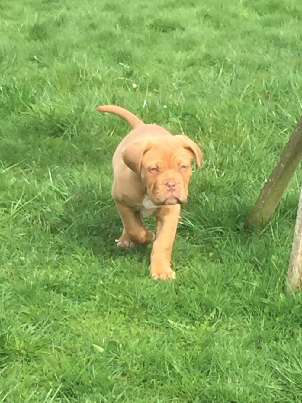 Dogue de bordeaux Hooch Junior billede 7