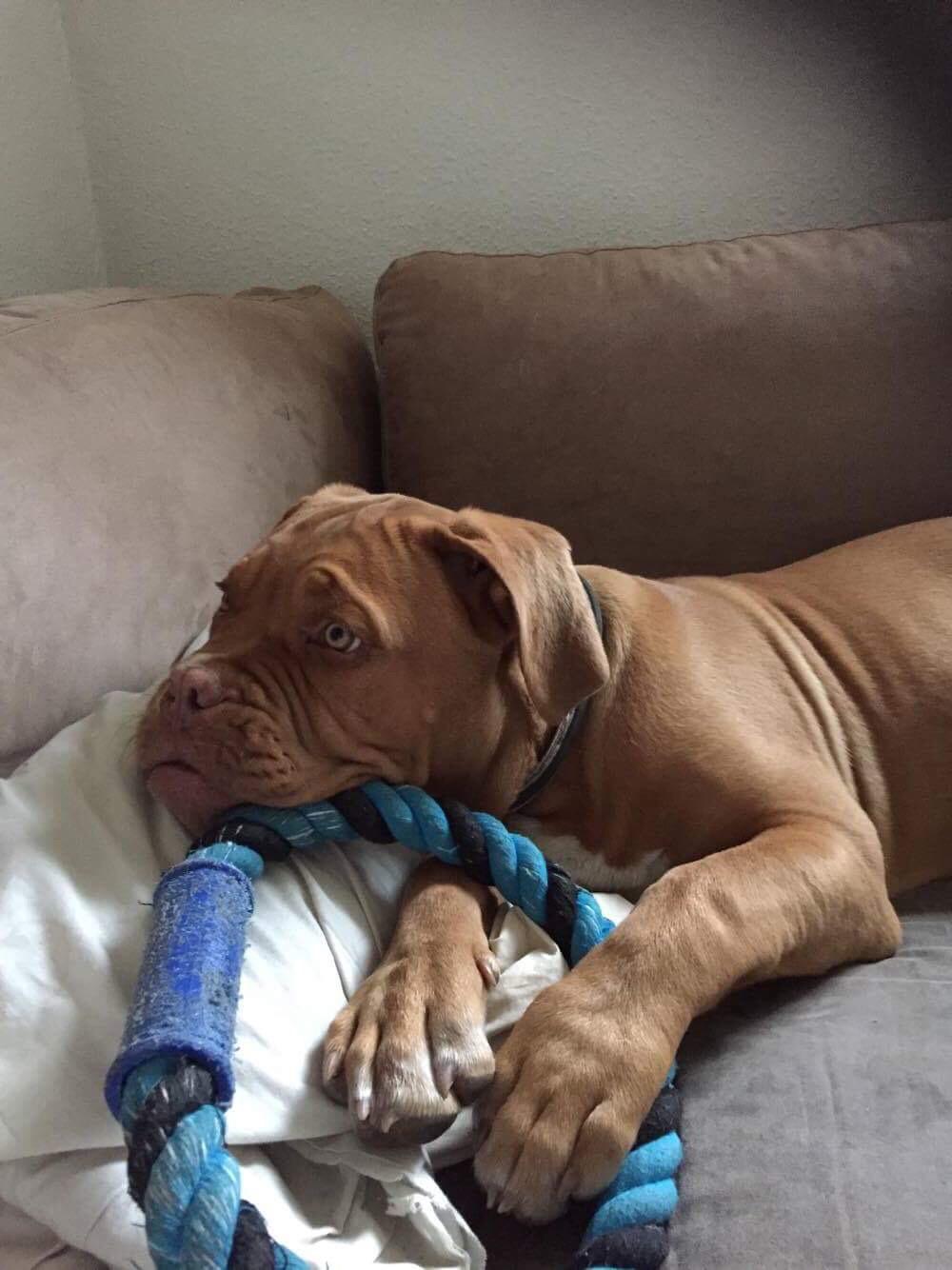 Dogue de bordeaux Hooch Junior billede 10