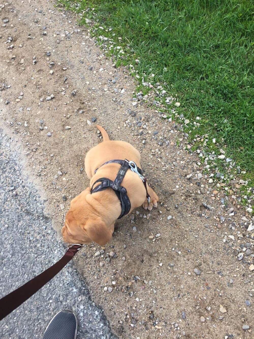 Dogue de bordeaux Hooch Junior billede 9