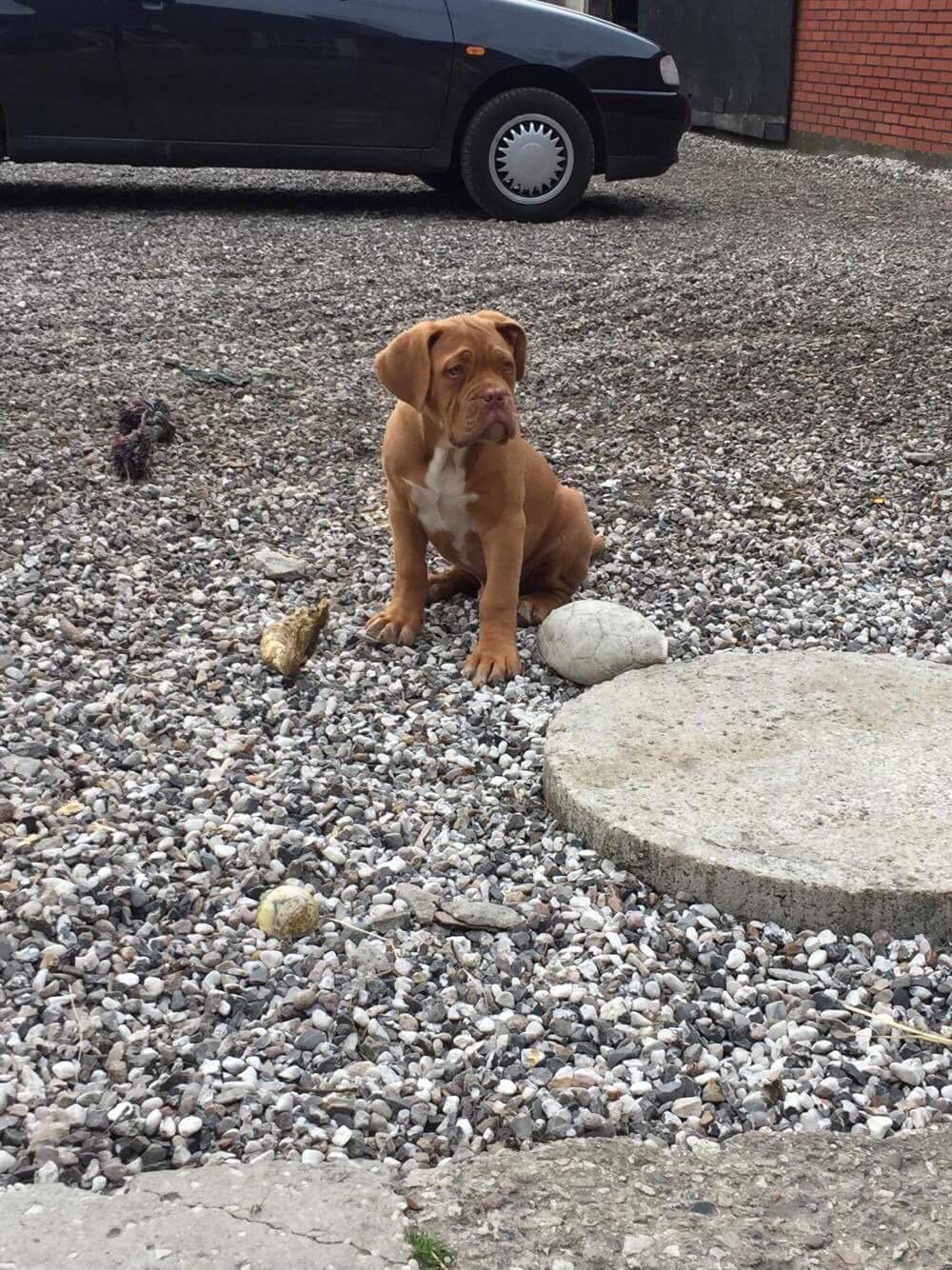 Dogue de bordeaux Hooch Junior billede 11