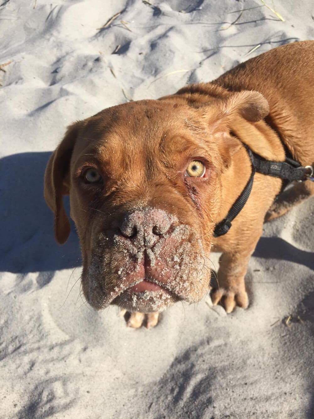 Dogue de bordeaux Hooch Junior billede 13