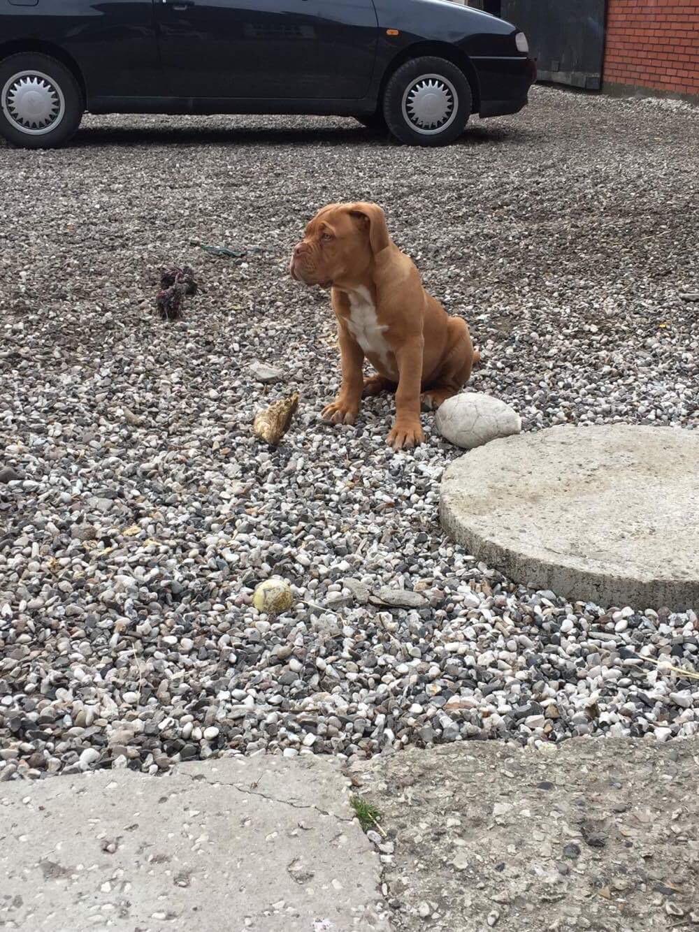 Dogue de bordeaux Hooch Junior billede 12