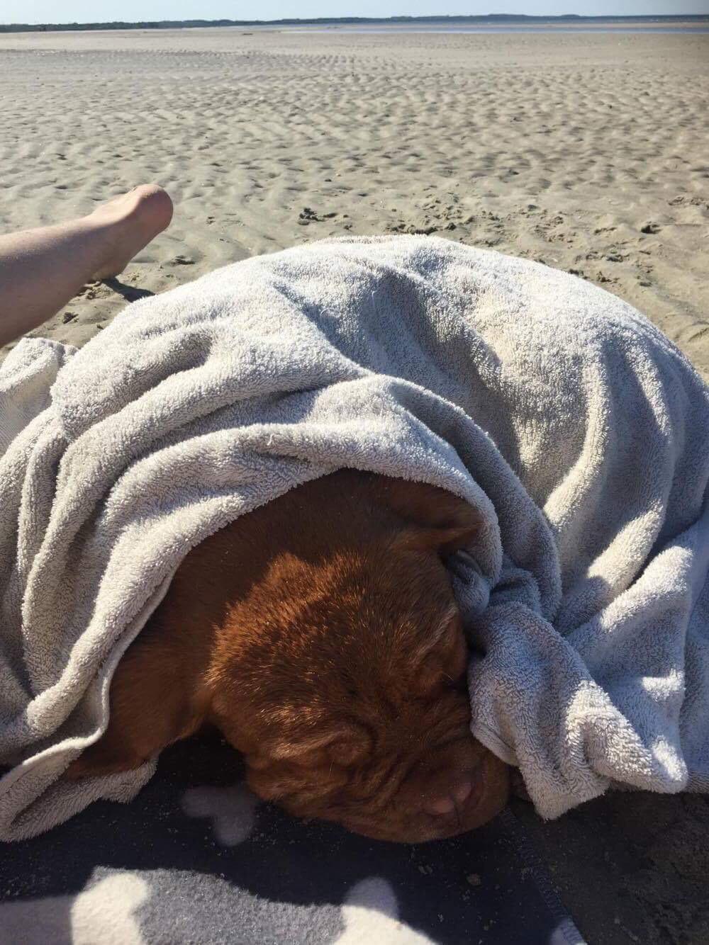 Dogue de bordeaux Hooch Junior billede 14