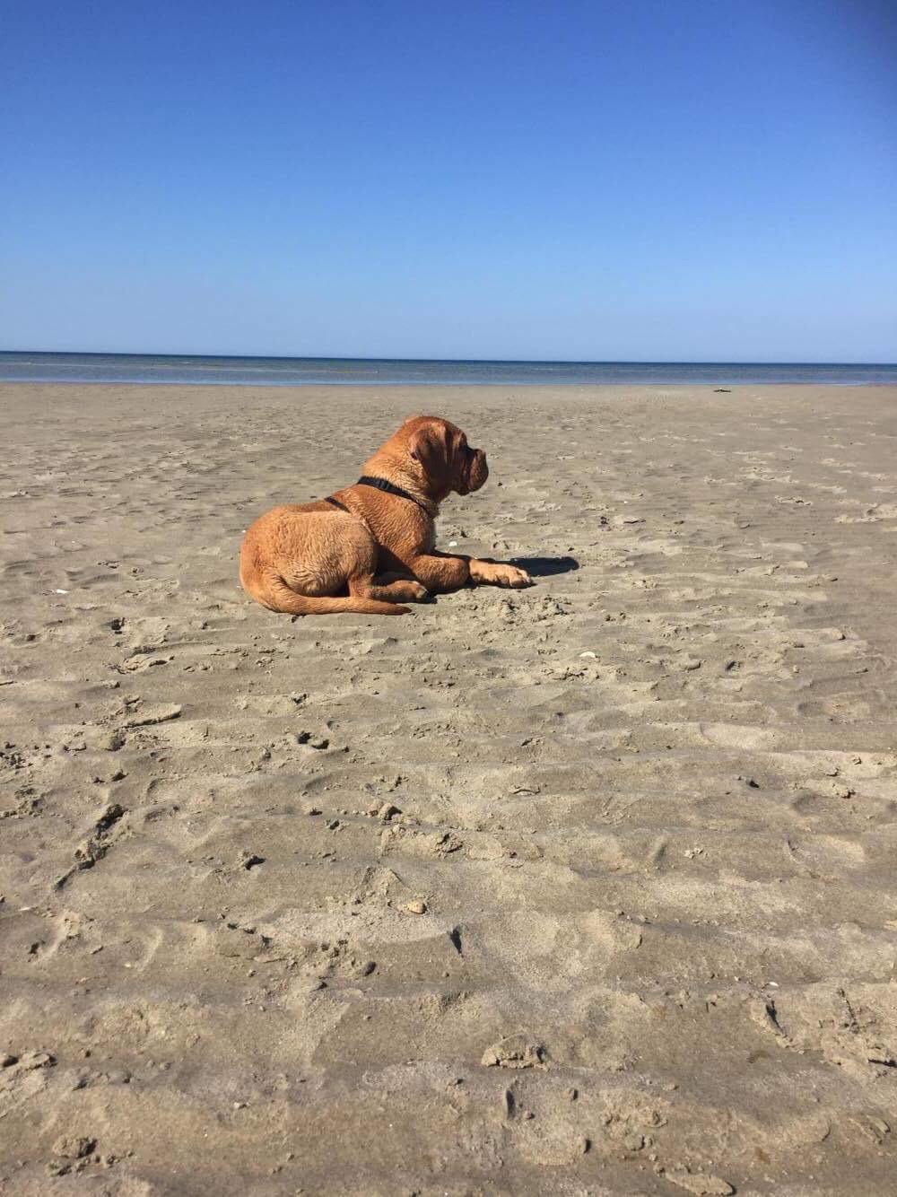 Dogue de bordeaux Hooch Junior billede 15