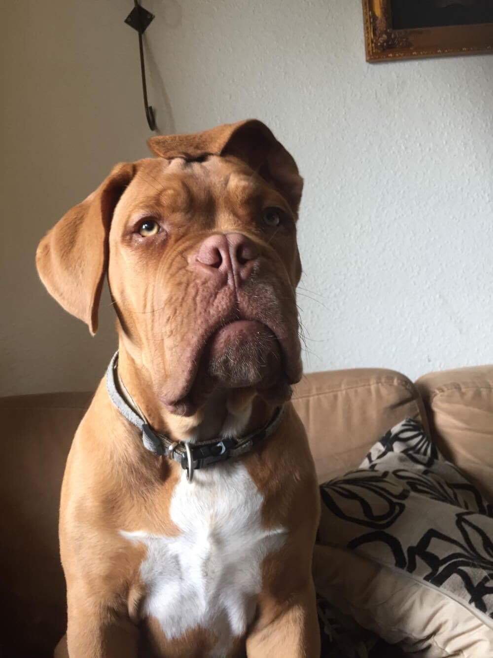 Dogue de bordeaux Hooch Junior billede 16