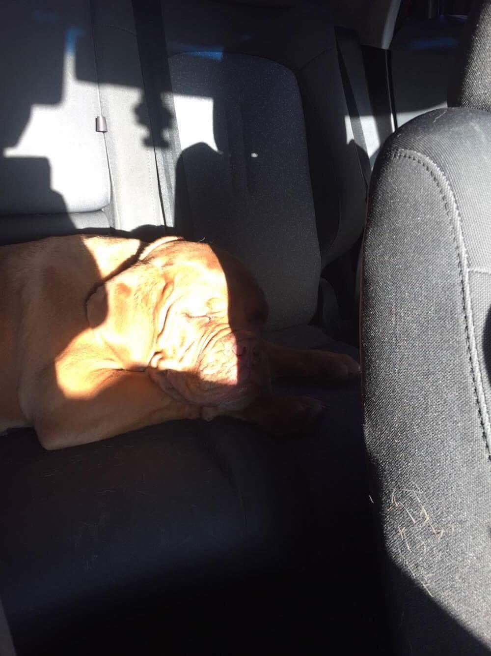 Dogue de bordeaux Hooch Junior billede 18