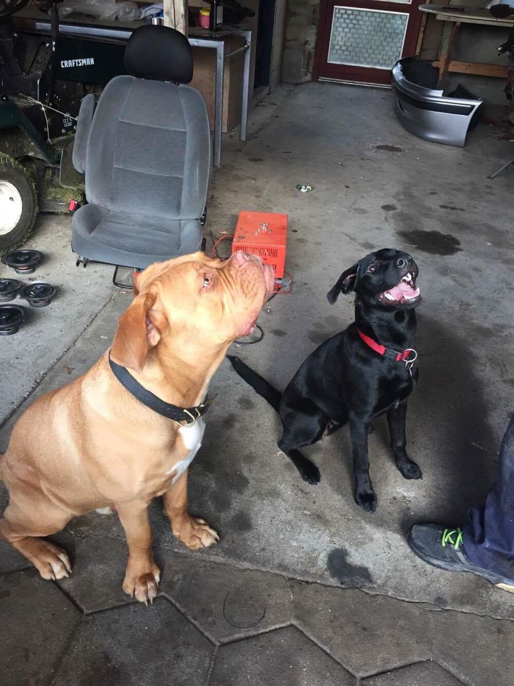 Dogue de bordeaux Hooch Junior billede 19