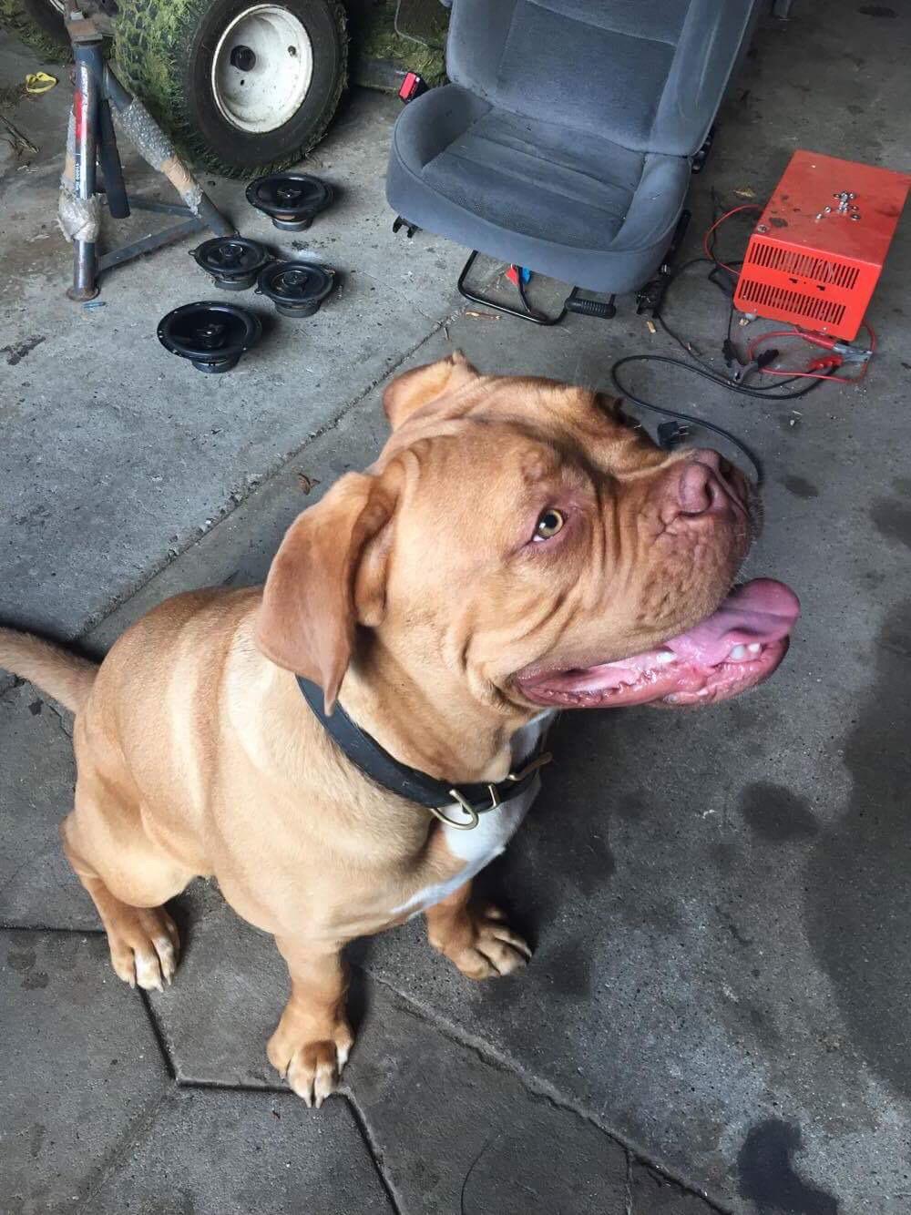 Dogue de bordeaux Hooch Junior billede 20
