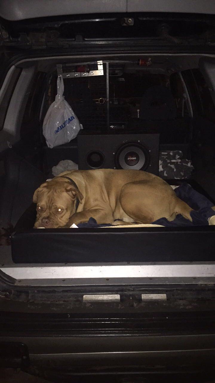 Dogue de bordeaux Hooch Junior billede 22