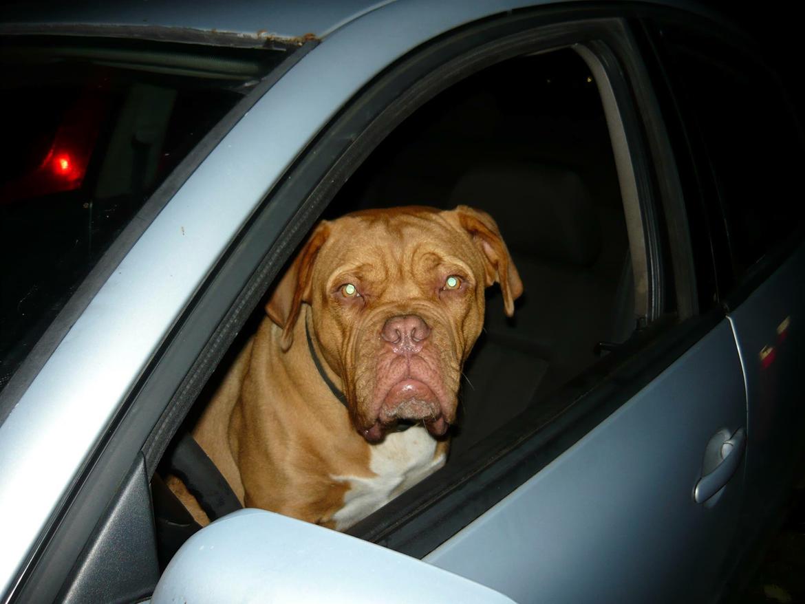 Dogue de bordeaux Hooch Junior billede 21