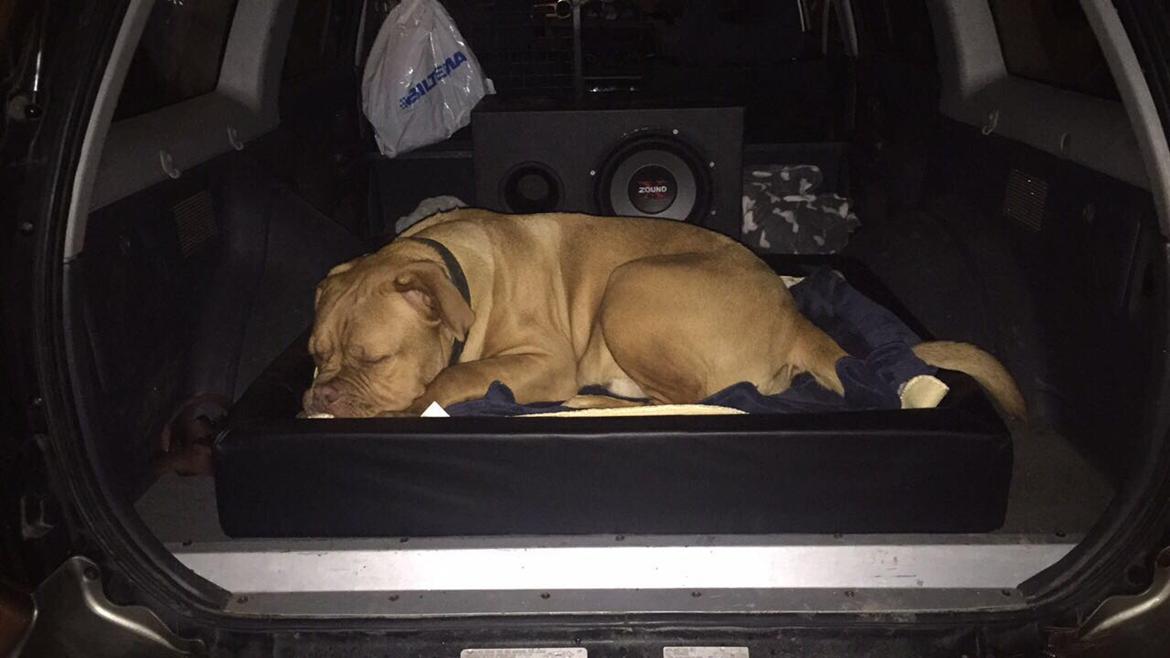 Dogue de bordeaux Hooch Junior billede 23