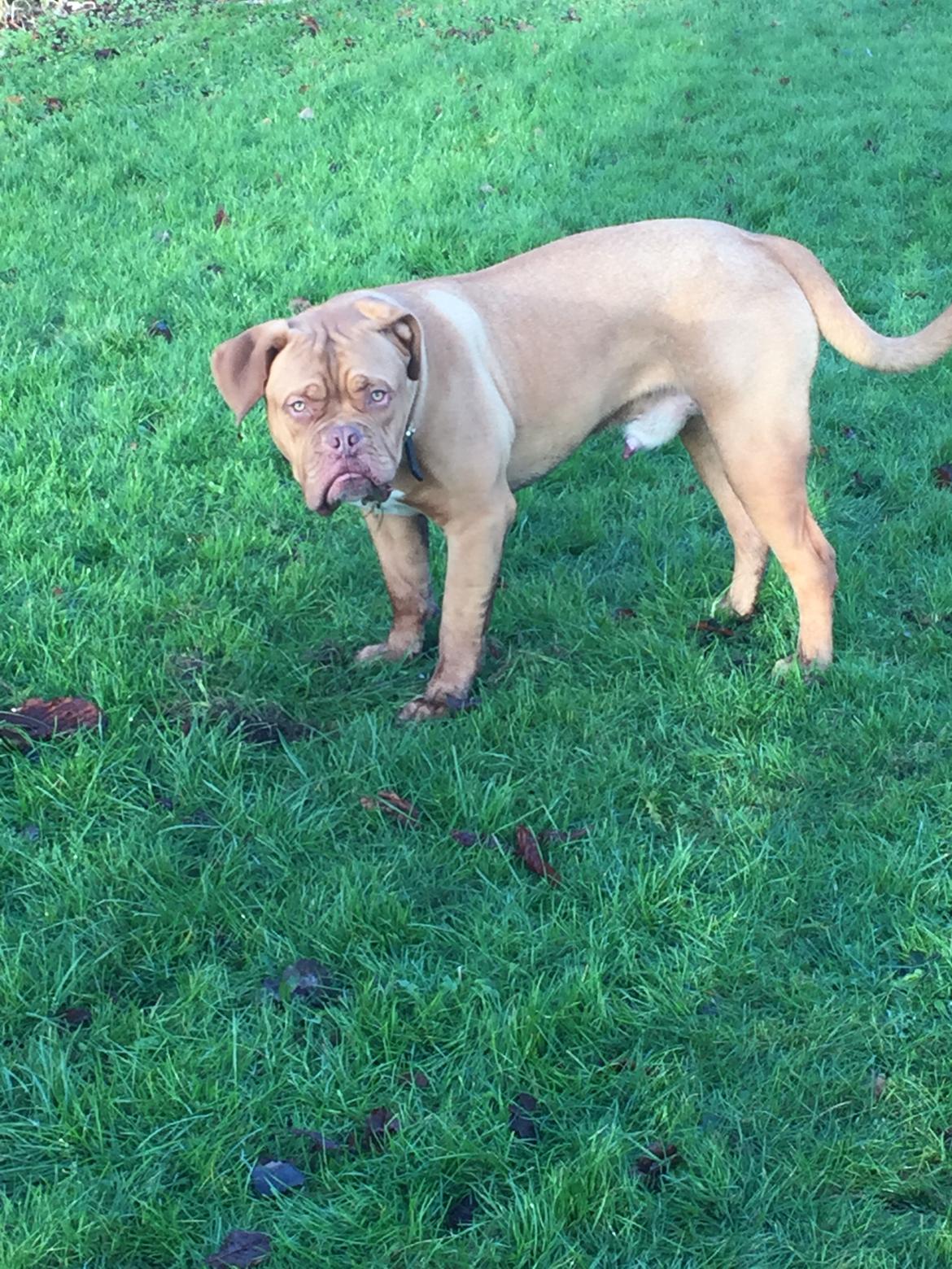 Dogue de bordeaux Hooch Junior billede 25