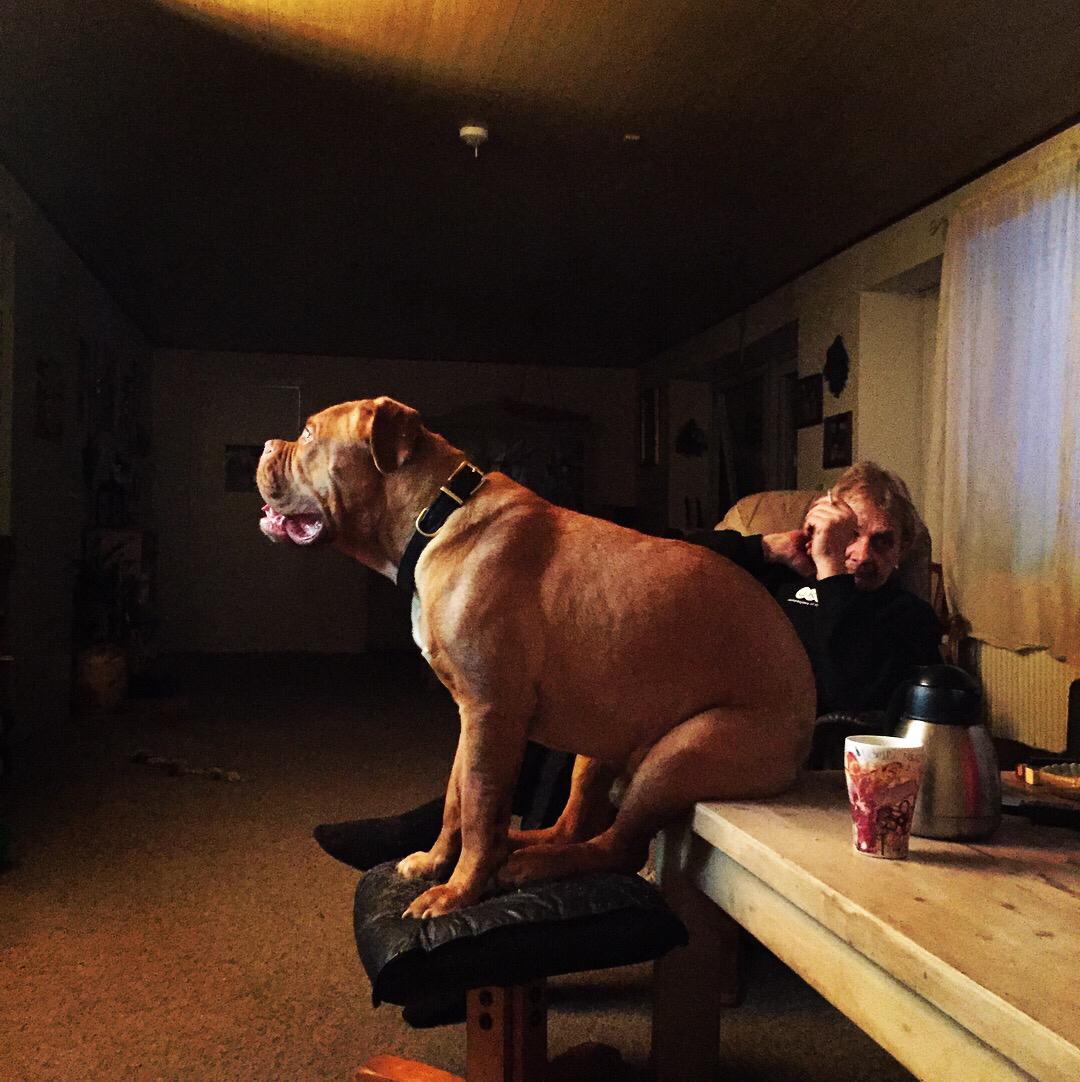 Dogue de bordeaux Hooch Junior billede 27