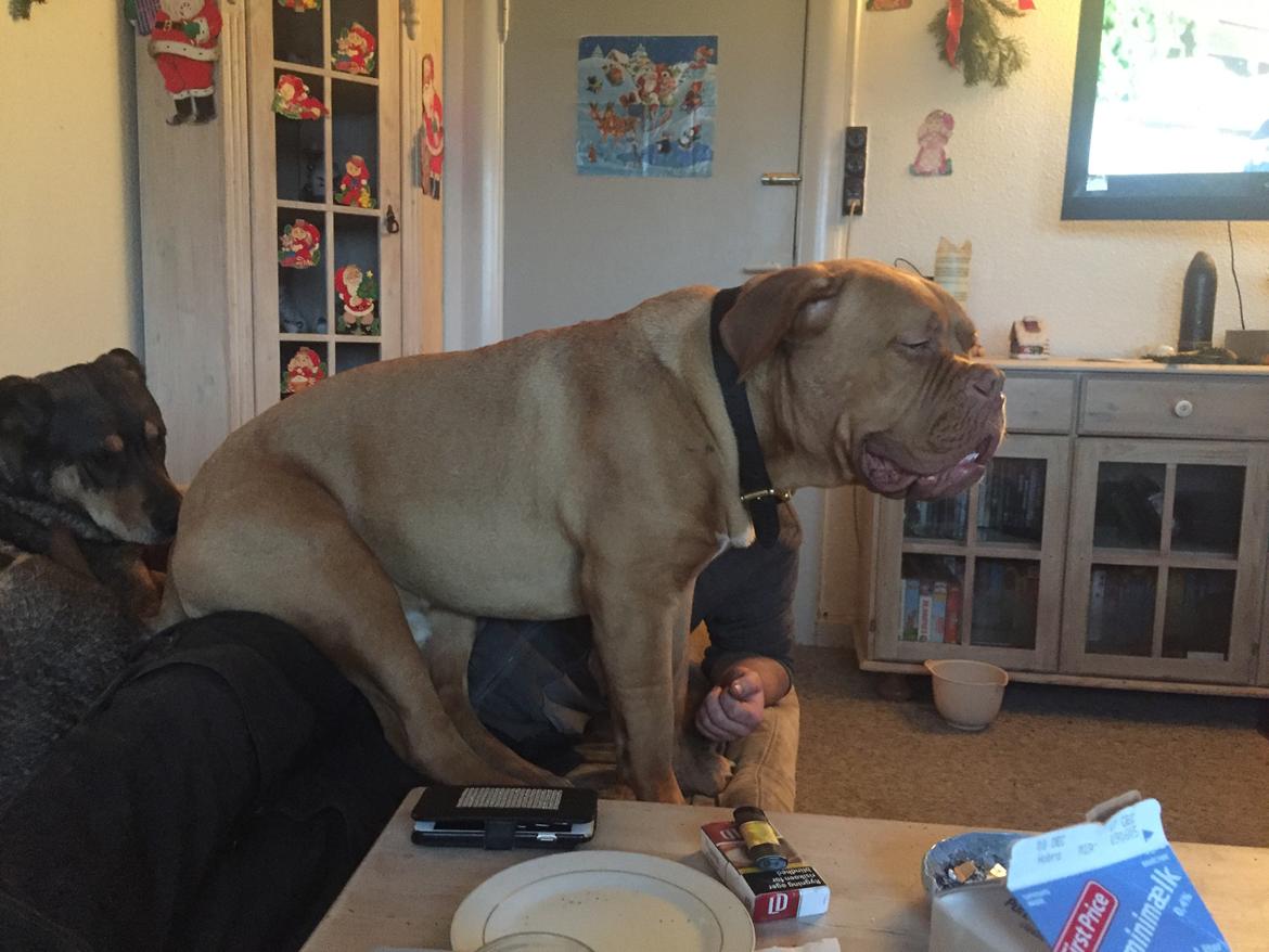 Dogue de bordeaux Hooch Junior billede 26