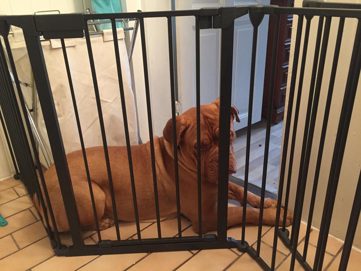 Dogue de bordeaux Hooch Junior billede 28