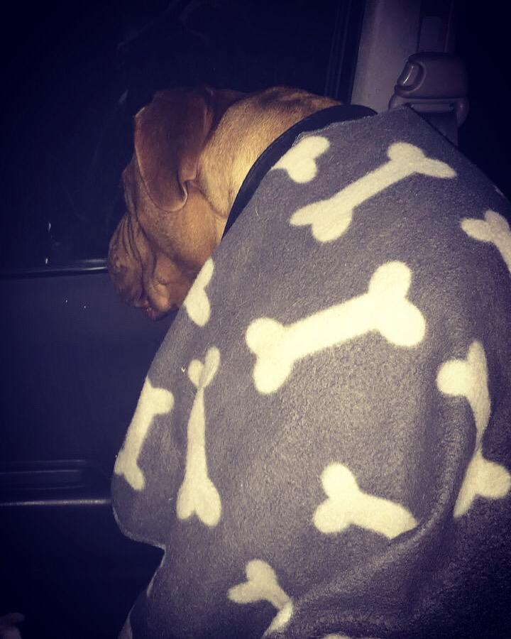 Dogue de bordeaux Hooch Junior billede 30