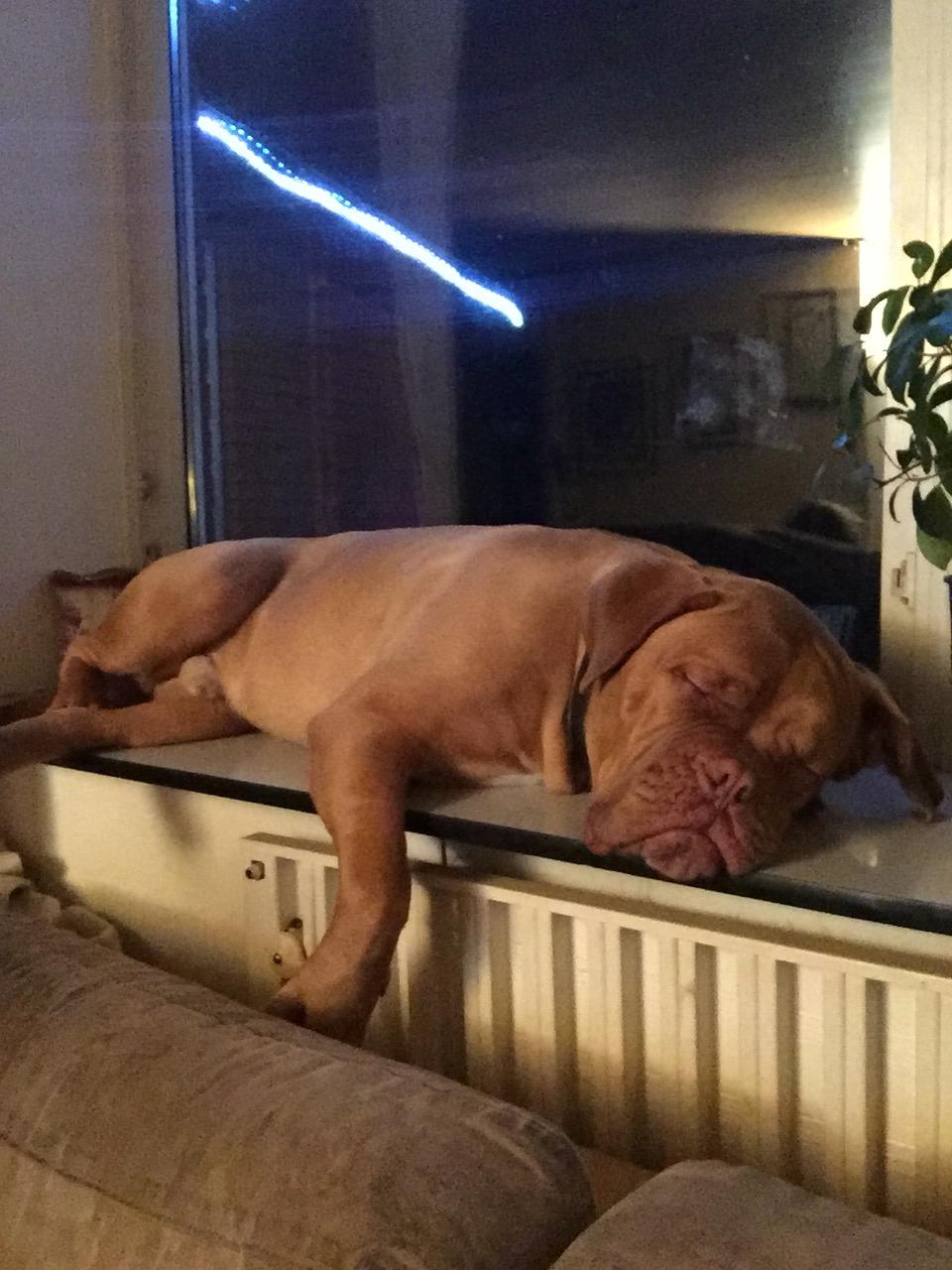 Dogue de bordeaux Hooch Junior billede 31