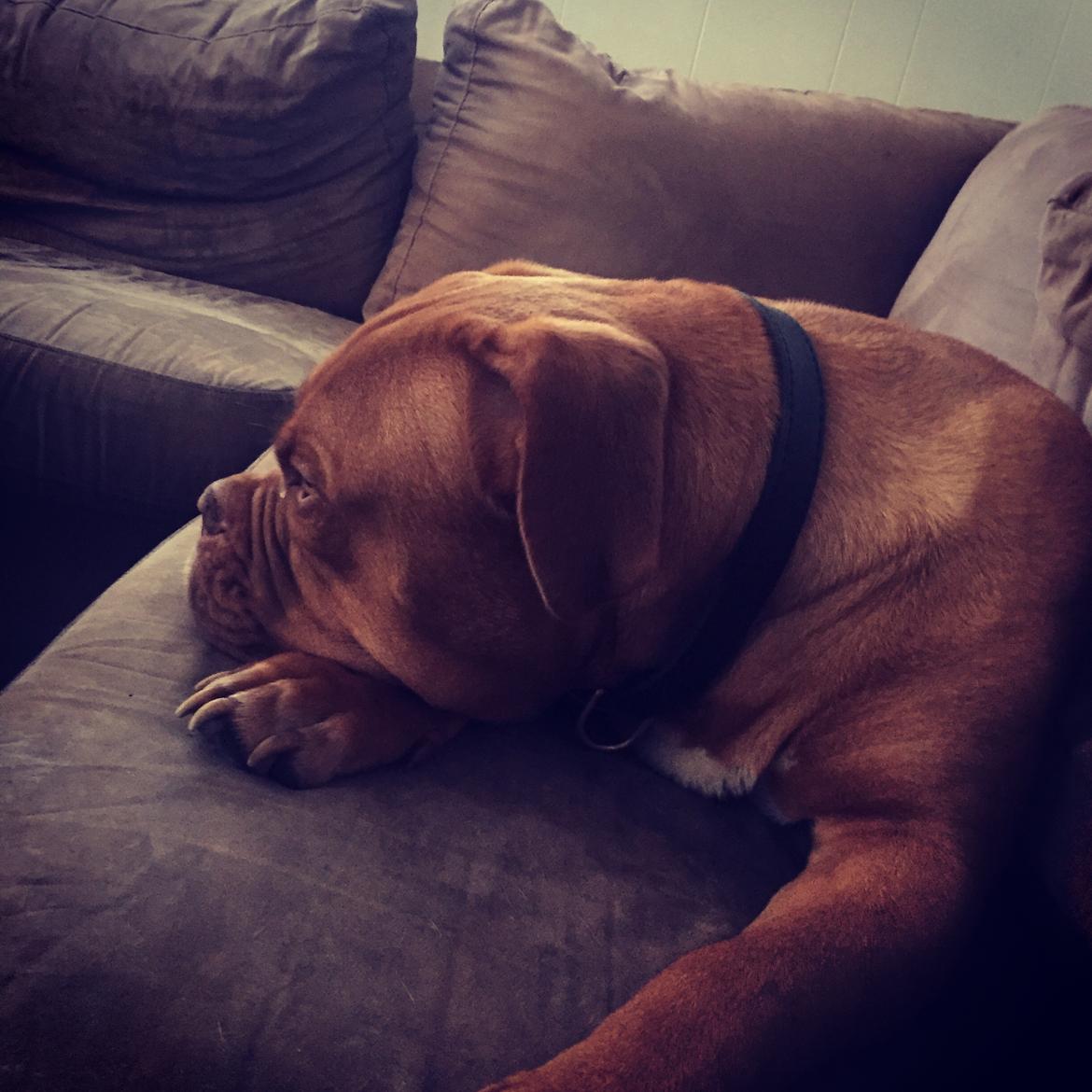 Dogue de bordeaux Hooch Junior billede 29