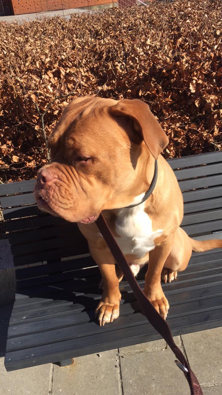 Dogue de bordeaux Hooch Junior billede 33