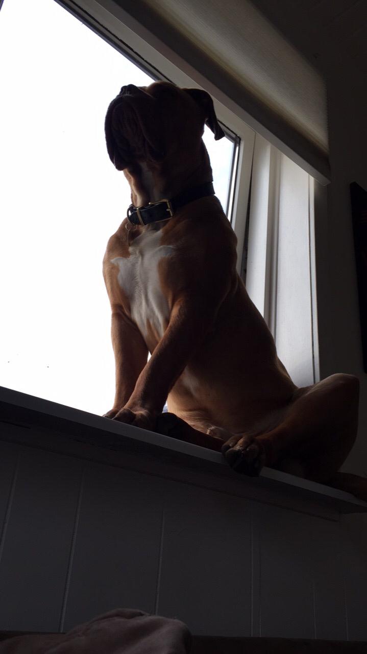 Dogue de bordeaux Hooch Junior billede 34