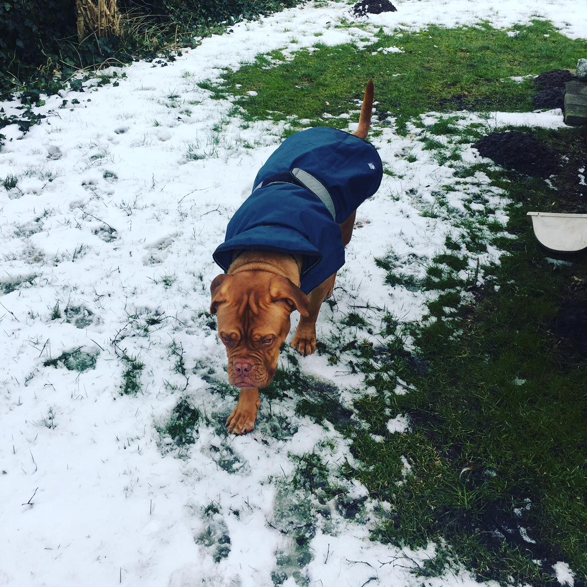 Dogue de bordeaux Hooch Junior billede 32