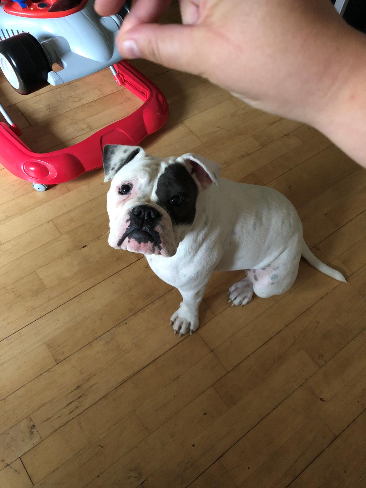 Olde english bulldogge Bulltoks chyna billede 1